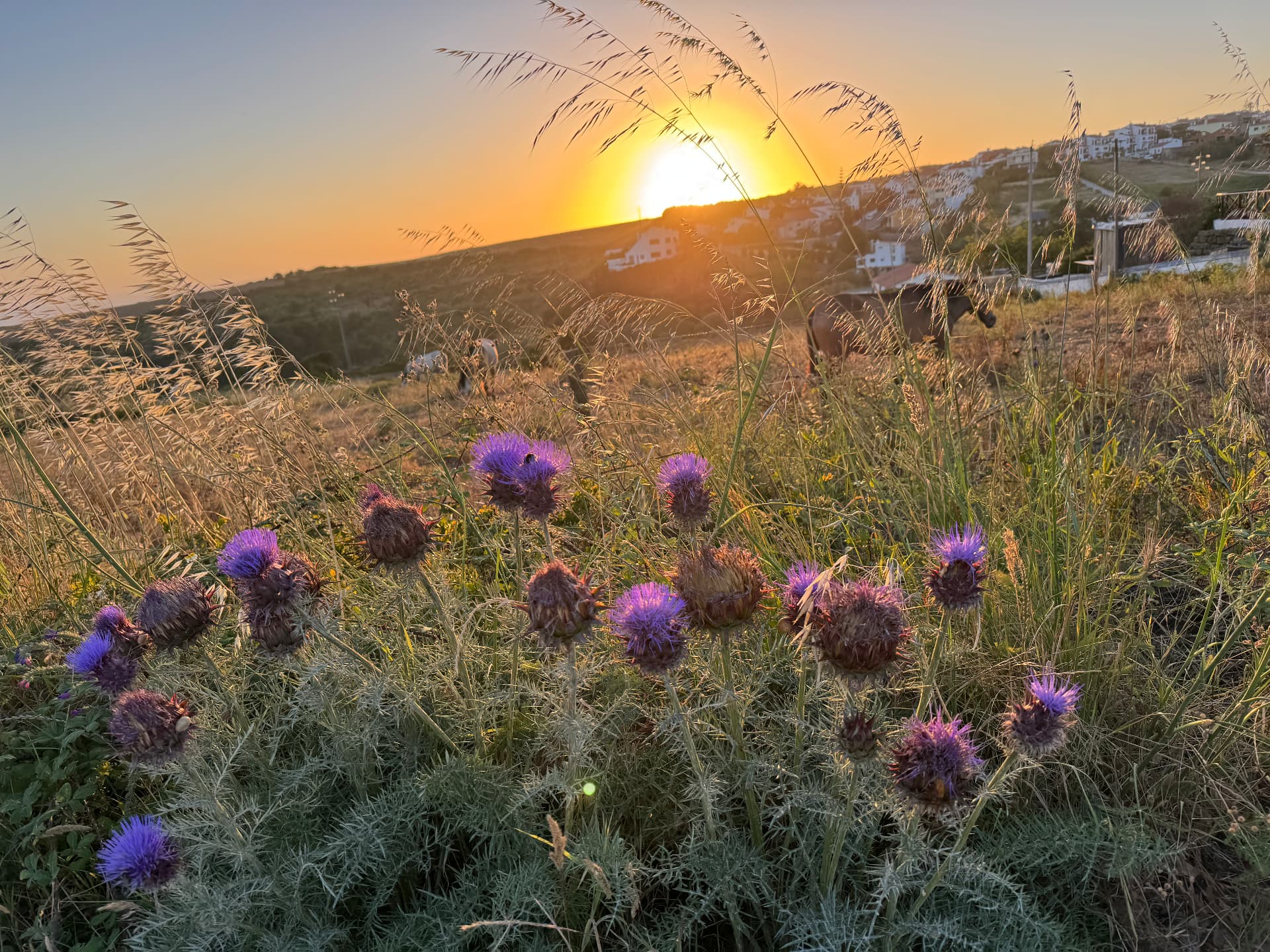 Wild thistles and grasses at sunset above Ericeira