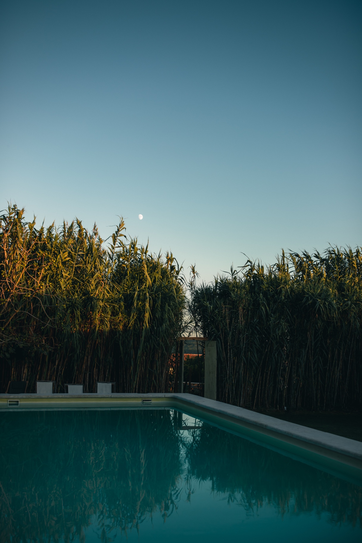 Evening pool framed by tall reeds under a rising moon