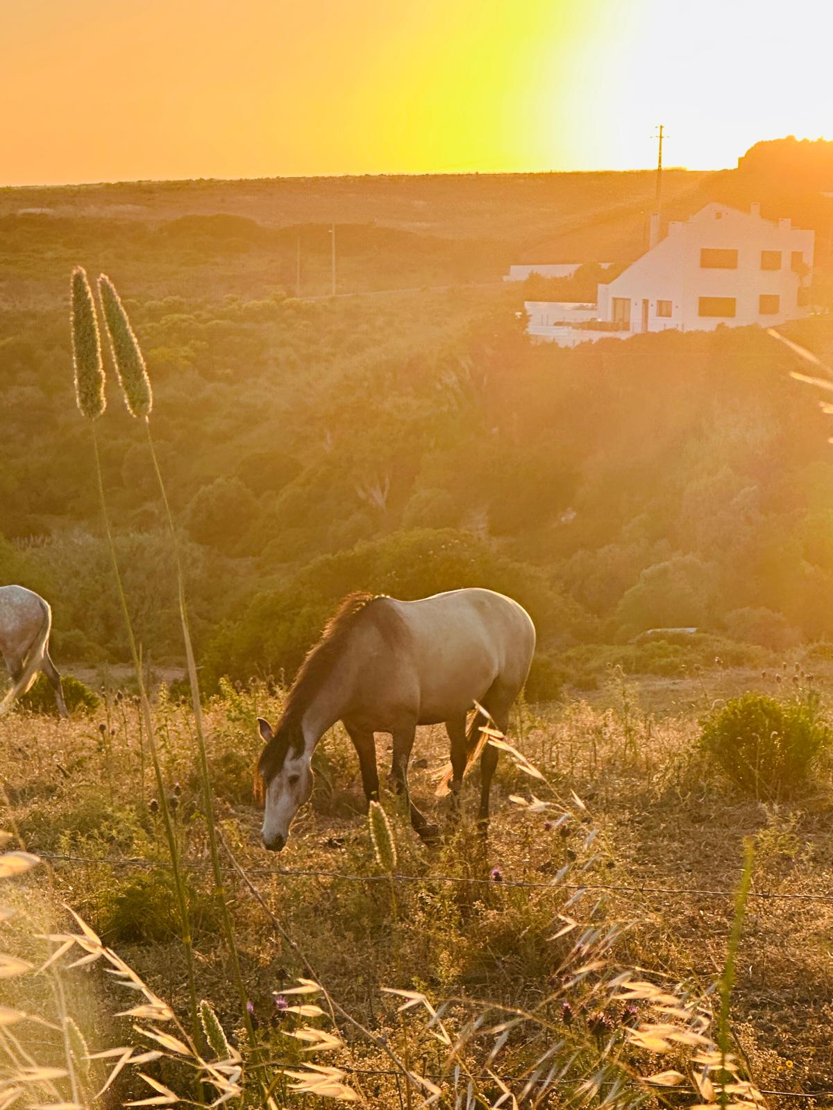 Horses grazing in golden light near the casa
